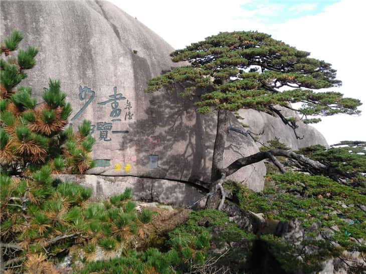 黃山迎客松